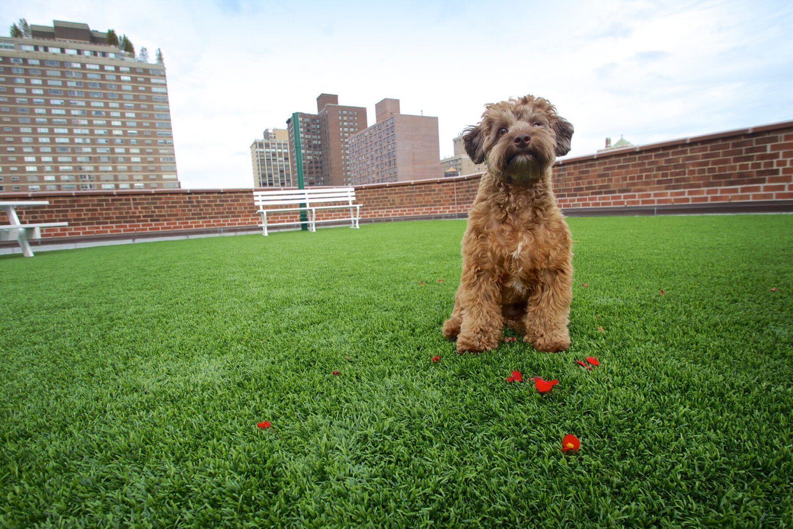 Dog enjoying pet-friendly turf